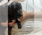 Small Photo #31 Great Dane Puppy For Sale in SPRAGGS, PA, USA
