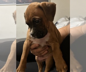 Boxer Puppy for sale in LAS VEGAS, NV, USA