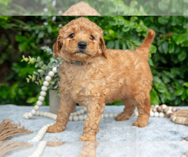 Medium Photo #6 Goldendoodle (Miniature) Puppy For Sale in BERNE, IN, USA