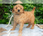 Small Photo #6 Goldendoodle (Miniature) Puppy For Sale in BERNE, IN, USA