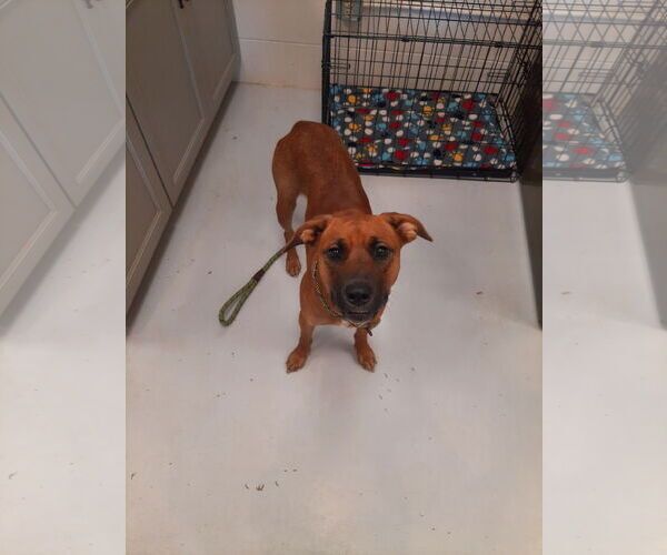 Medium Photo #1 Mountain Cur-Unknown Mix Puppy For Sale in Mt. Gilead, OH, USA