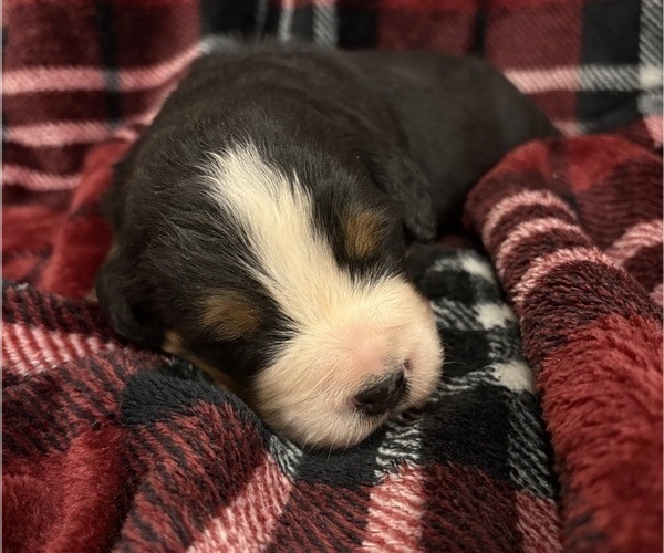 Medium Photo #5 Bernese Mountain Dog Puppy For Sale in NORWOOD, MO, USA