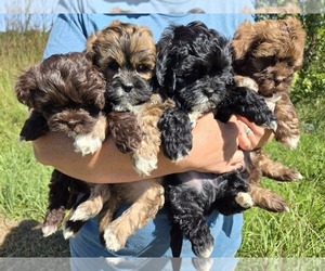 ShihPoo Litter for sale in HIGBEE, MO, USA