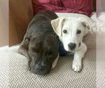 Small #2 Labrador Retriever Mix