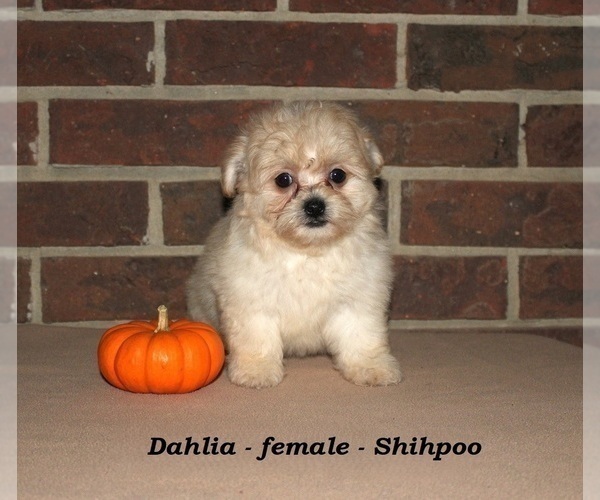 Medium Photo #2 ShihPoo Puppy For Sale in CLARKRANGE, TN, USA