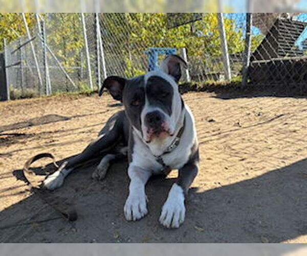 Medium Photo #1 American Pit Bull Terrier-Unknown Mix Puppy For Sale in Ocala, FL, USA