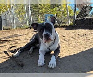 American Pit Bull Terrier-Unknown Mix Dogs for adoption in Ocala, FL, USA