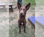 Small #1 Australian Kelpie Mix