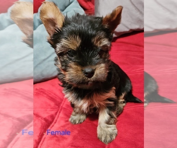 Medium Photo #4 Yorkshire Terrier Puppy For Sale in CONKLIN, NY, USA