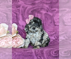 Cock-A-Poo-Poodle (Miniature) Mix Puppy for sale in LINCOLN UNIVERSITY, PA, USA