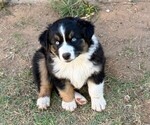 Puppy Juniper Miniature Australian Shepherd