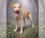 Small #4 Retriever  Mix