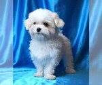 Small #6 Maltese