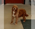 Small Photo #1 Goldendoodle (Miniature) Puppy For Sale in WOOSTER, OH, USA