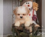 Small Photo #2 Shih Tzu Puppy For Sale in FREDERICKSBG, OH, USA
