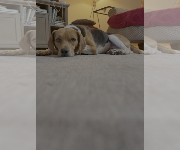 Medium Photo #3 Beagle Puppy For Sale in Tampa, FL, USA