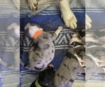 Small Photo #3 Australian Shepherd-Beagle Mix Puppy For Sale in ROSHARON, TX, USA