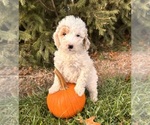 Small #2 Goldendoodle (Miniature)