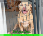 Small #1 American Bulldog Mix