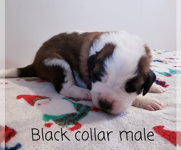 Medium Photo #1 Saint Bernard Puppy For Sale in ONONDAGA, MI, USA