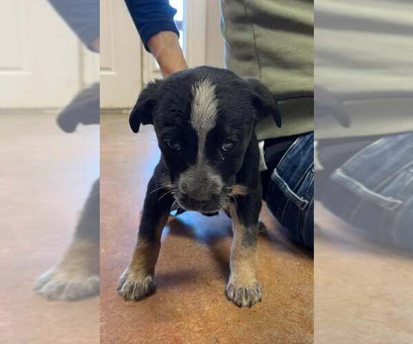 Medium Photo #1 Mutt Puppy For Sale in Bolivar, MO, USA