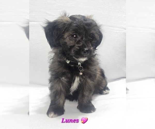 Medium Photo #2 Shih-Poo Puppy For Sale in CHARLOTTE, NC, USA