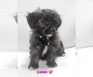 Medium Shih-Poo