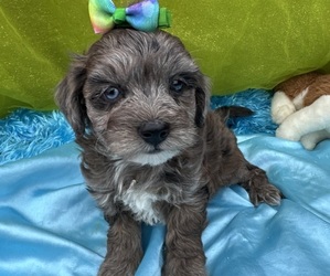 Maltipoo Puppy for sale in LANCASTER, MO, USA