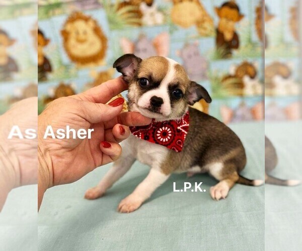 Medium Photo #1 Chihuahua Puppy For Sale in WINNSBORO, LA, USA