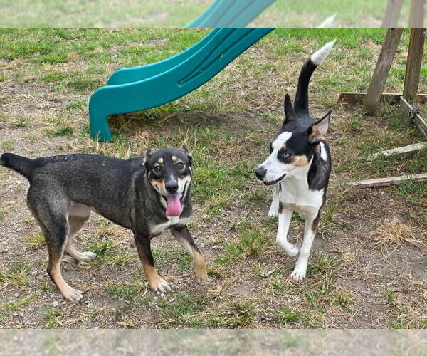 Medium Photo #4 Australian Kelpie-Unknown Mix Puppy For Sale in Anniston, AL, USA