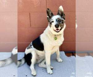 Mutt Dogs for adoption in Paso Robles, CA, USA