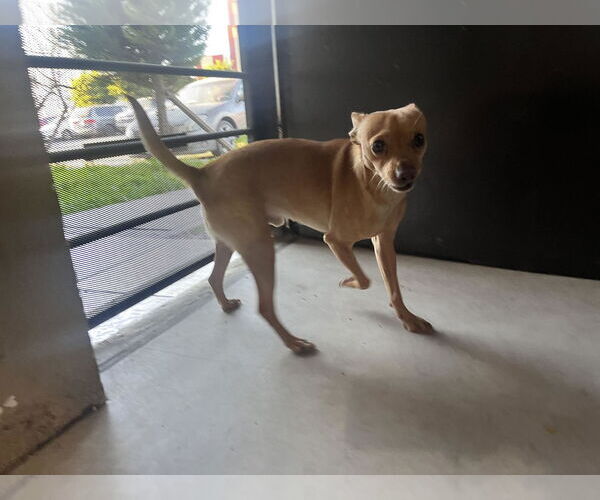Medium Photo #4 Chihuahua-Unknown Mix Puppy For Sale in Escondido, CA, USA