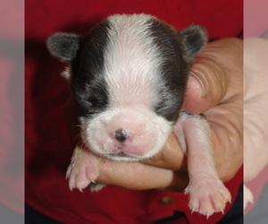 Boston Terrier Puppy for sale in WILSONVILLE, OR, USA