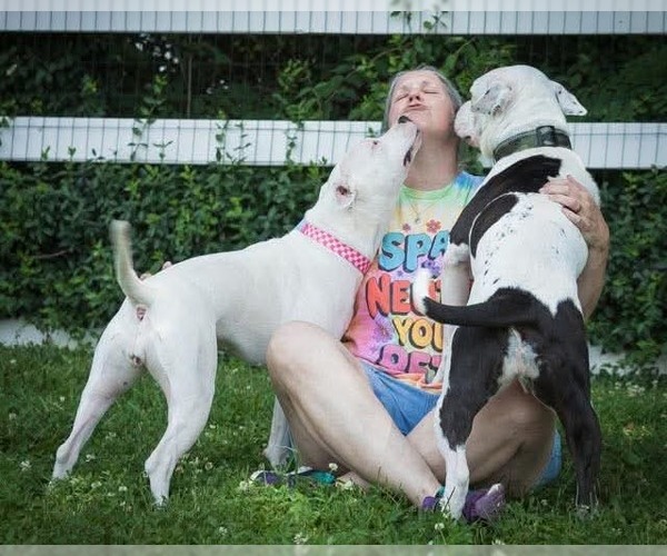 Medium Photo #5 American Pit Bull Terrier-Unknown Mix Puppy For Sale in Germantown, OH, USA