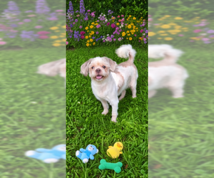 Cosmo - Male Shih Tzu Dog for Adoption - Photo #4
