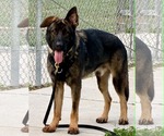 Small #2 German Shepherd Dog