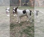 Small #1 Mutt