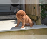 Small Photo #24 Golden Retriever Puppy For Sale in GREENWOOD, WI, USA