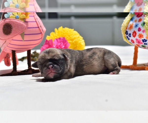 Medium Photo #2 Pug Puppy For Sale in PALM COAST, FL, USA