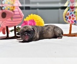 Small #1 Pug