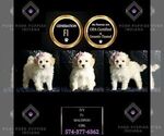 Small Photo #118 Maltipoo Puppy For Sale in WARSAW, IN, USA