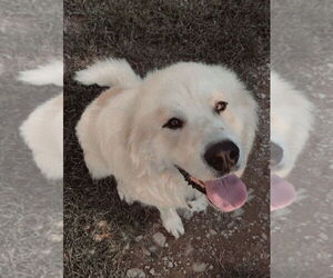 Great Pyrenees Dogs for adoption in Evansville, IN, USA