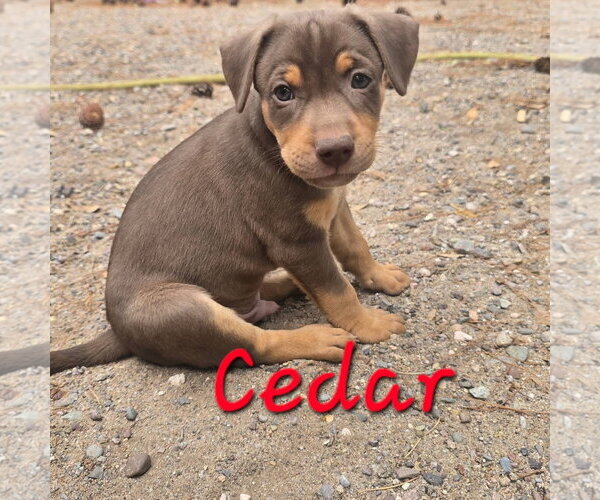 Medium Photo #3 German Shepherd Dog-Unknown Mix Puppy For Sale in Williamsburg, NM, USA