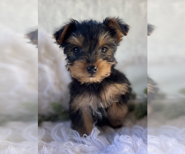 Medium Photo #3 Yorkshire Terrier Puppy For Sale in ROCK STREAM, NY, USA