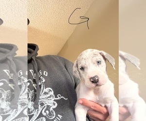 Great Dane Puppy for sale in COOLIDGE, AZ, USA