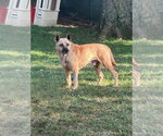 Small #1 Mutt