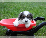 Small #1 Cavapoo