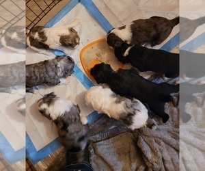 Aussiedoodle Litter for sale in SPARTANBURG, SC, USA