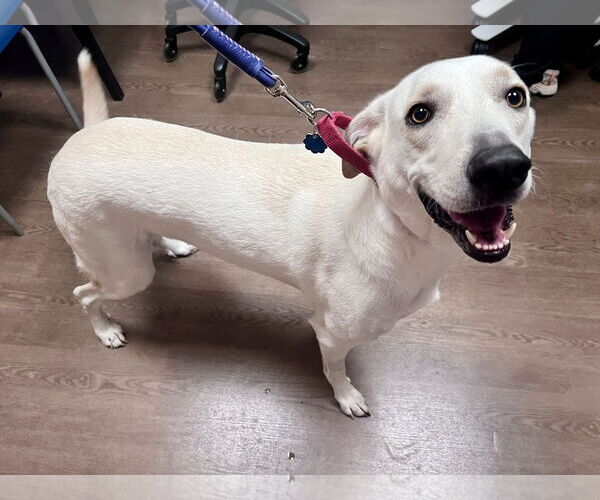 Medium Photo #3 Anatolian Shepherd-Unknown Mix Puppy For Sale in Royse City, TX, USA
