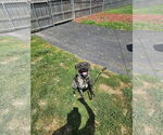 Small #1 Mastiff